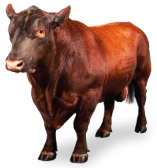 Northern Beef Cattle