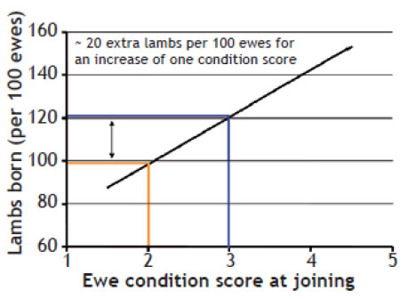 The relationship between ewe condition score and the number of lambs conceived