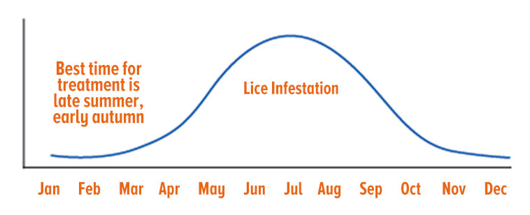Lice infestation
