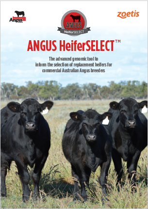 Angus_HeiferSELECT_PDF_FrontCover