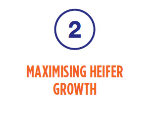 2. Maximising heifer growth