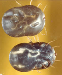 to fever your how reduce Tick AU Zoetis Cattle to fever your how reduce Tick AU Zoetis Cattle