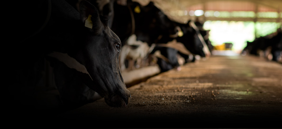 Livestock Solutions: Dairy