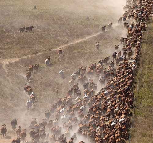 Northern_Beef_Cattle_Herd