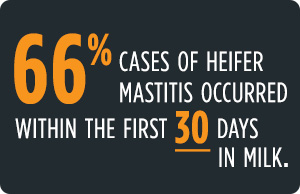 mastitis in heifers