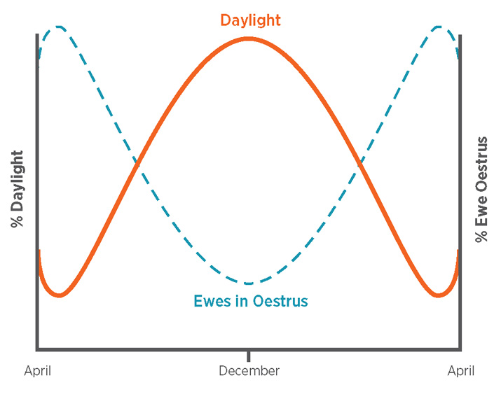 Daylight or Melatonin levels on Ewe Cycling