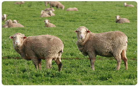 Sheep in field