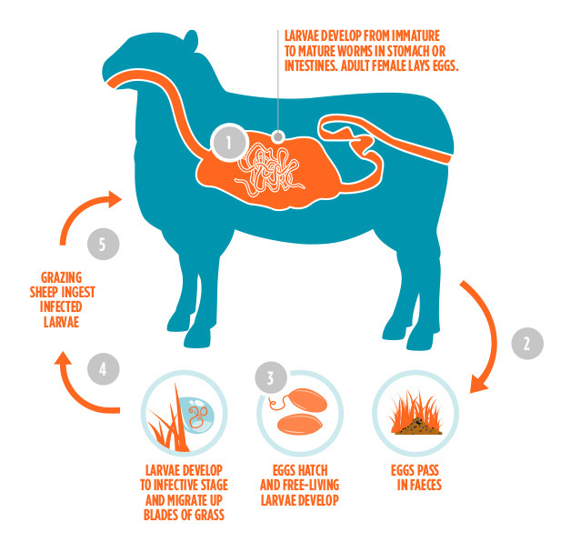 Parasite lifecycle