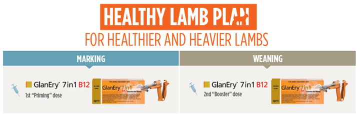 Healthy Lamb Plan