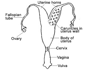Anatomy of ewe reproductive organs