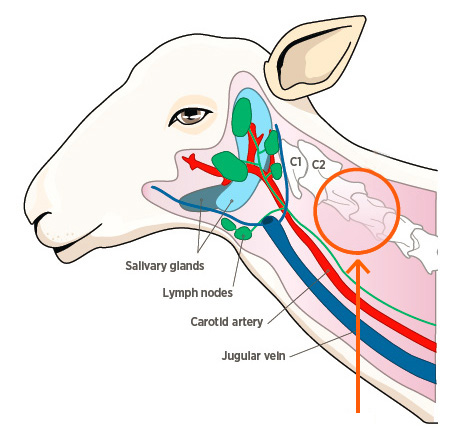 Sheep anatomy