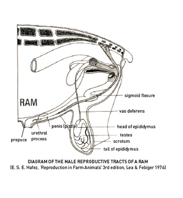 Anatomy and Physiology of the Ram | Zoetis AU Anatomy and Physiology of the Ram | Zoetis AU