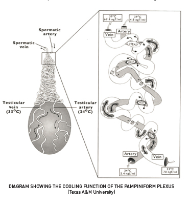 Anatomy and Physiology of the Ram | Zoetis AU Anatomy and Physiology of the Ram | Zoetis AU