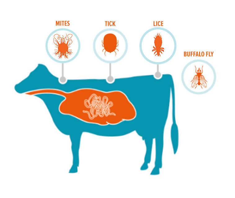 Parasites Cattle - toxoplasmosis