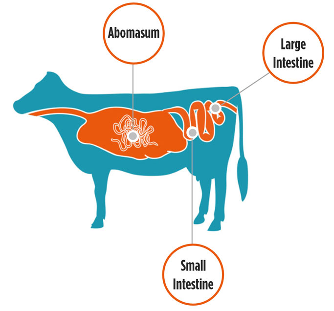 Parasites can affect multiple organs