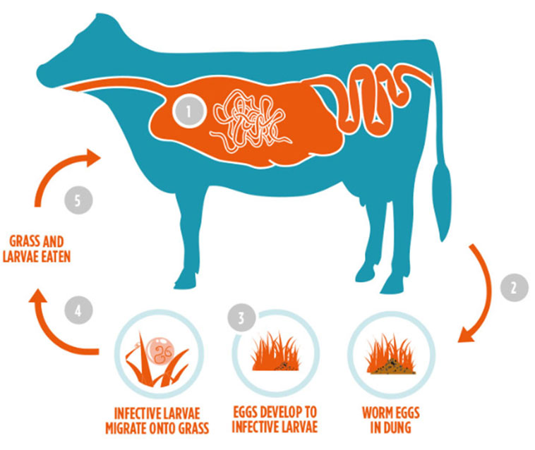 Roundworm Life cycle