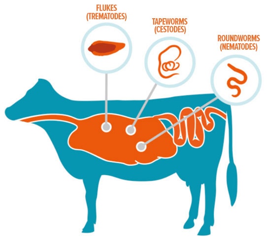 Types of Parasites | Zoetis AU