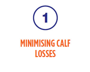 1. Minimsing calf losses