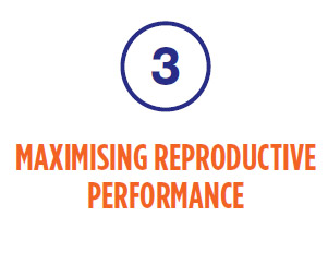 Maximising reproductive performance