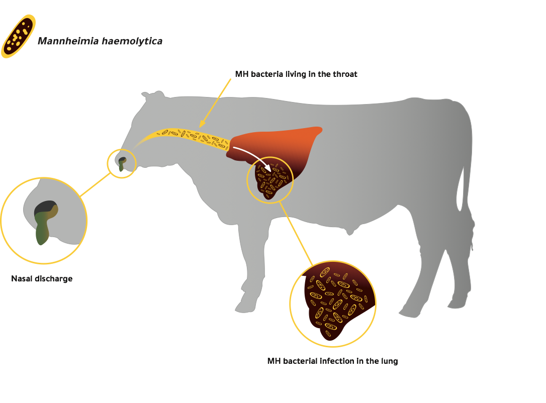 Bovine Respiratory Disease in Cattle On-farm | Zoetis AU