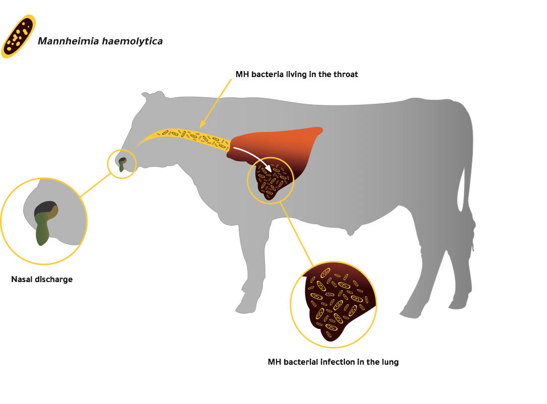 Respiratory System Cattle - toxoplasmosis