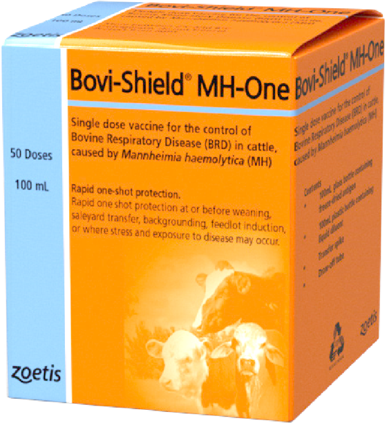 Bovine Respiratory Disease in Cattle Onfarm Zoetis AU