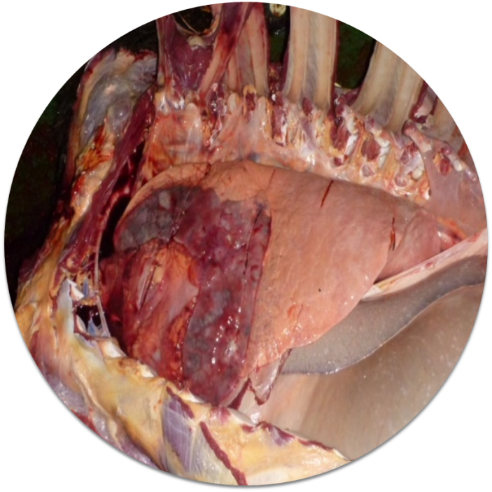 Bovine Respiratory Disease in Cattle On-farm | Zoetis AU Bovine Respiratory Disease in Cattle On-farm | Zoetis AU