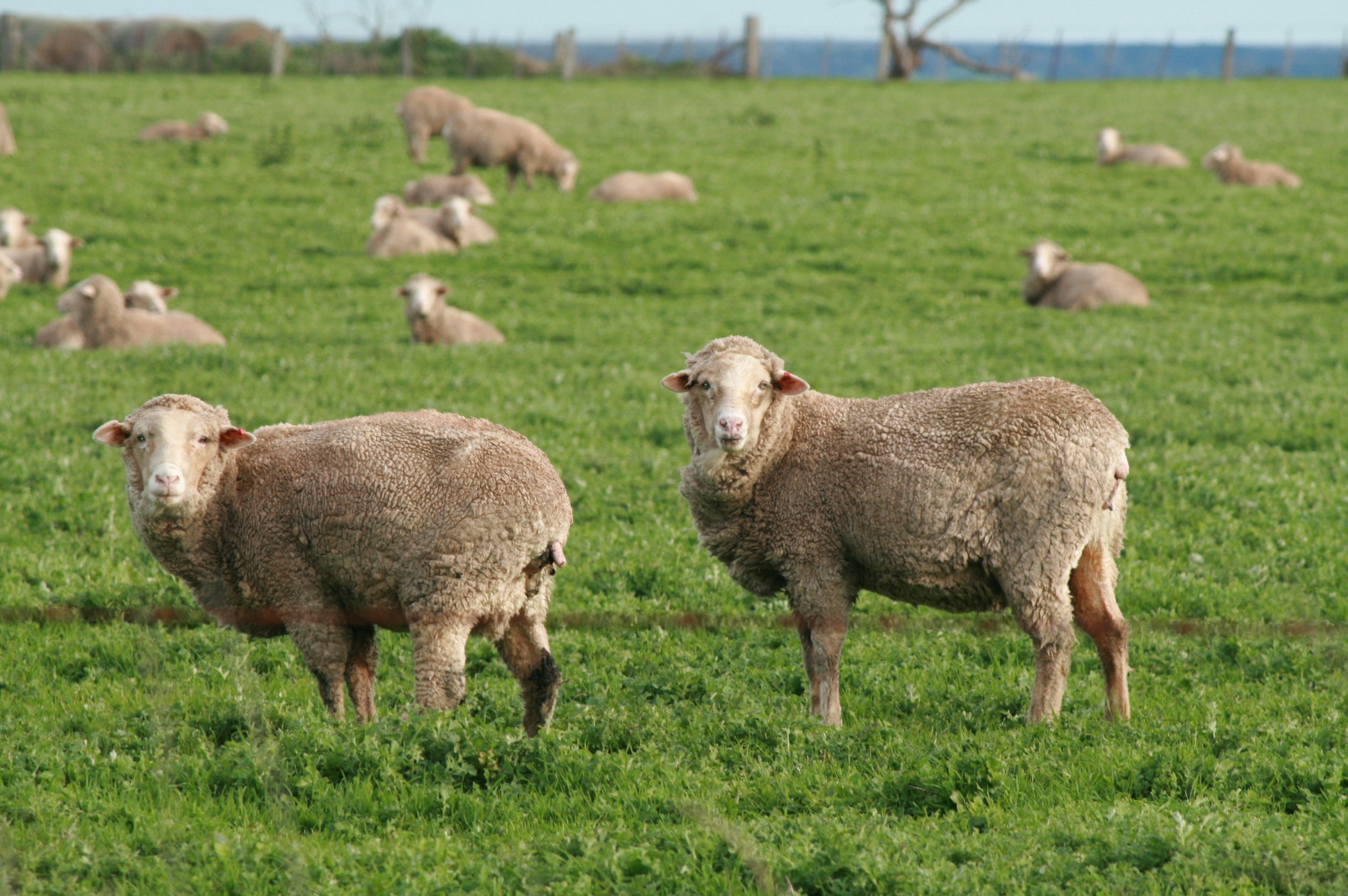 Pregnant_Sheep_Field
