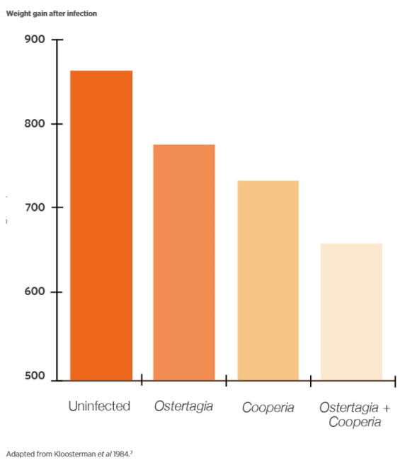 Impact_of_Parasite_Infection_on_Weight_Gain_Bargraph